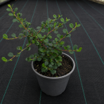 Skalník drobnolistý (Cotoneaster procumbens) ´QUEEN OF CARPET´ - výška 10-15 cm ⌀ 10-20 cm, kont. C2L